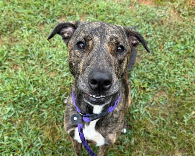 Kali