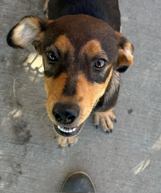 Guppy Puppy