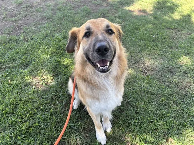 Caspian - Adoption Pending