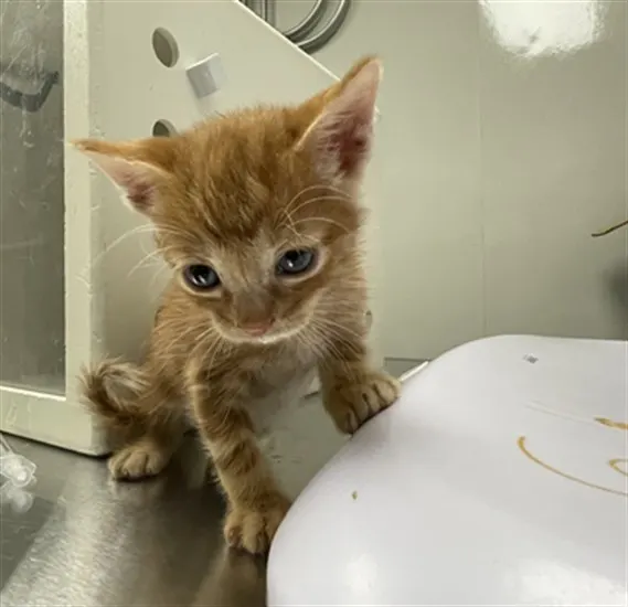 Cheddar