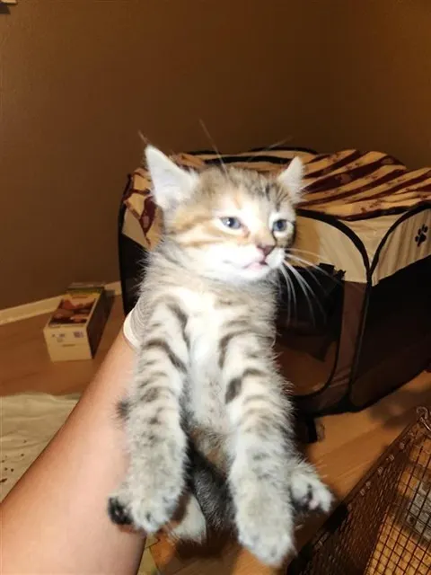 Adoptable Cat