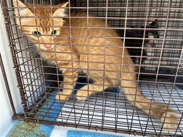 Adoptable Cat