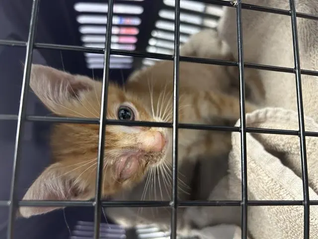 Adoptable Cat