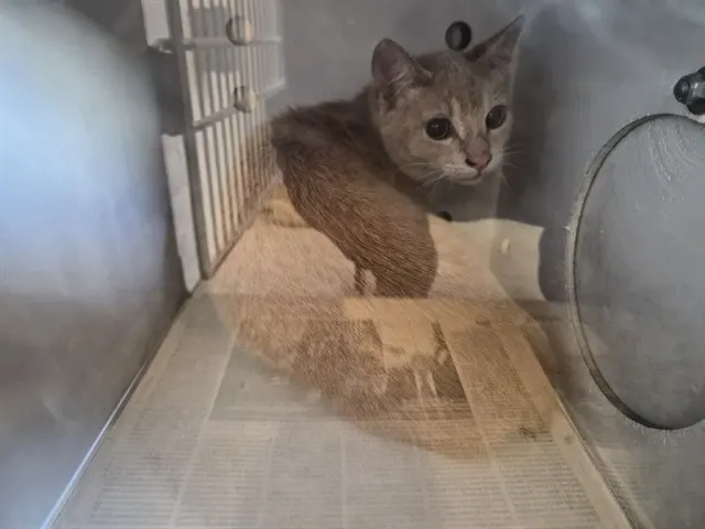 Adoptable Cat