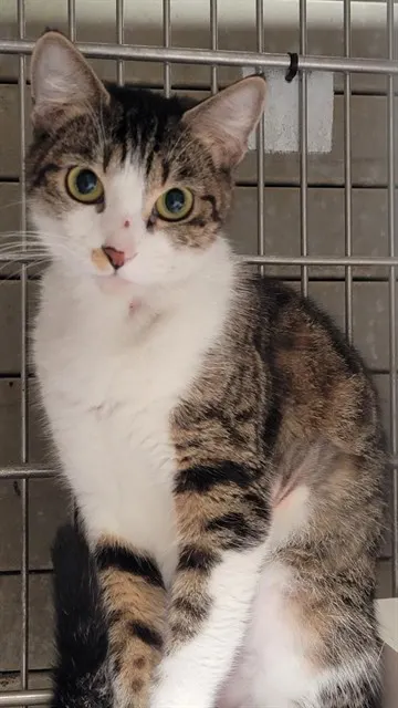 Mimi