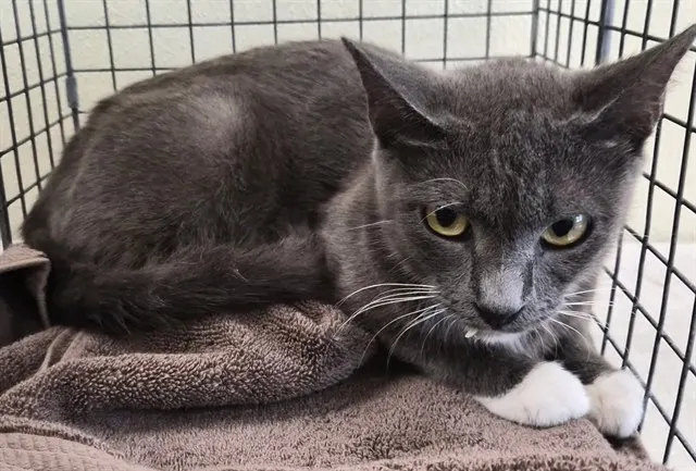 Adoptable Cat