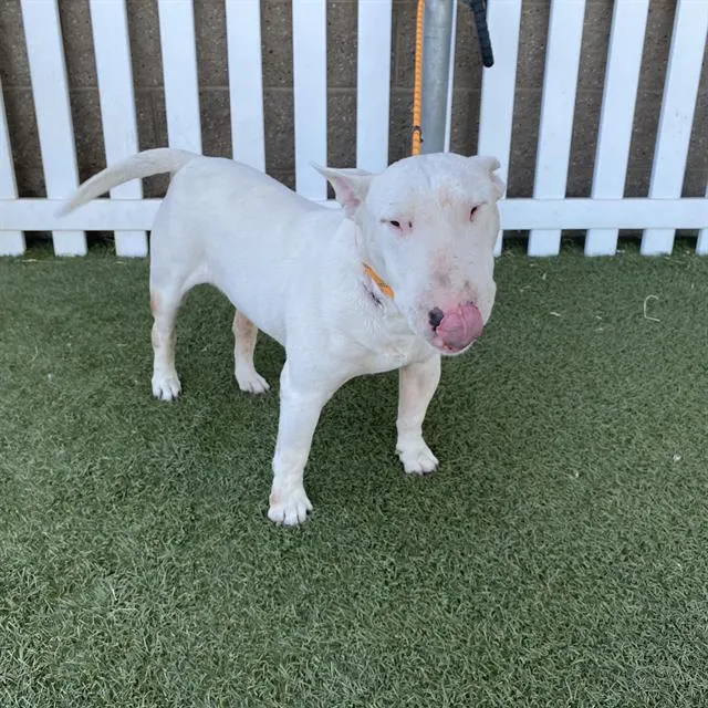 Chico