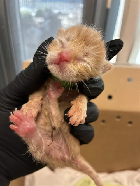Adoptable Cat