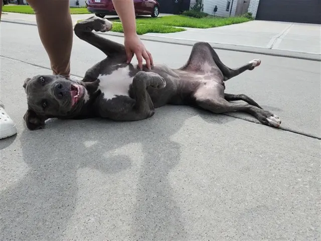 Adoptable Dog