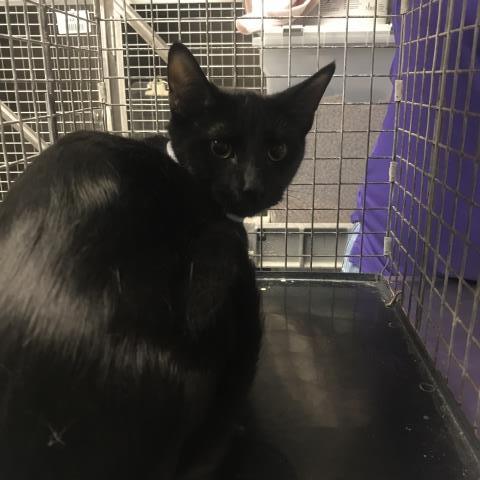 Adoptable Cat