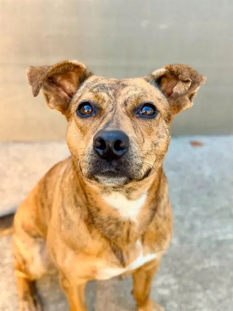 Tiger Lilly
