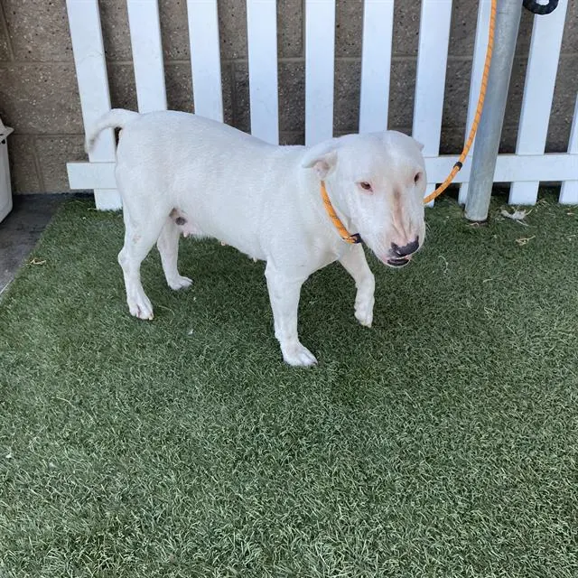 Adoptable Dog