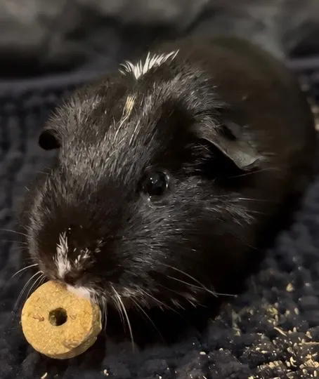 Bibble