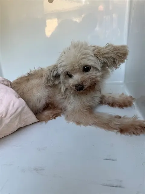 Adoptable Dog