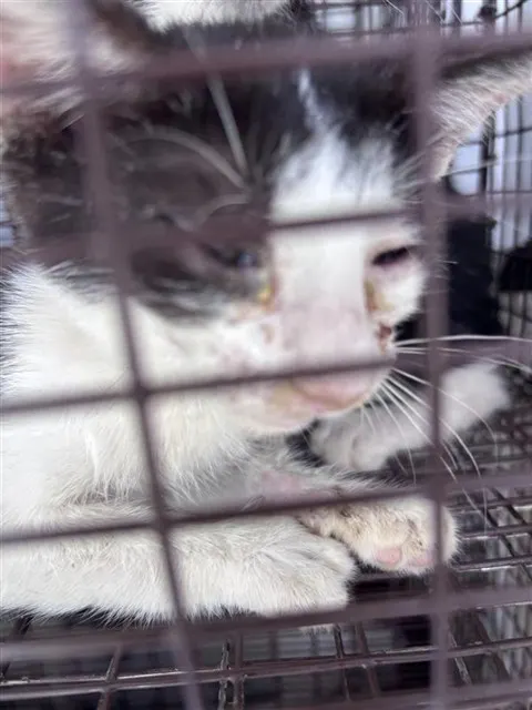 Adoptable Cat
