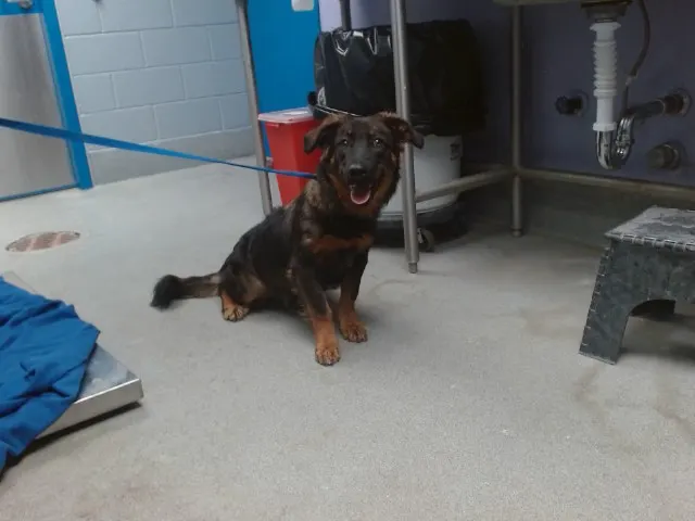 Rosie