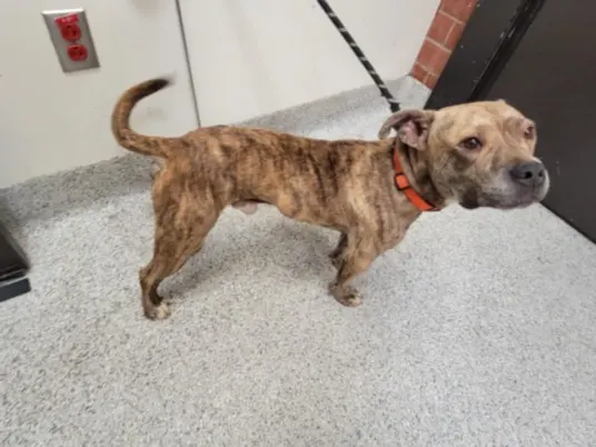 Brindle