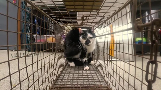 Adoptable Cat