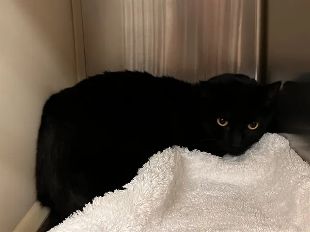 Stella