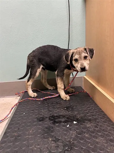 Adoptable Dog