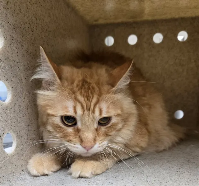 Adoptable Cat