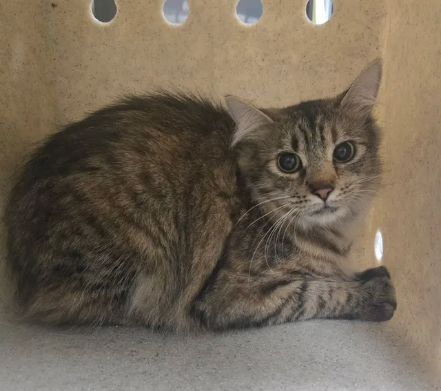 Adoptable Cat
