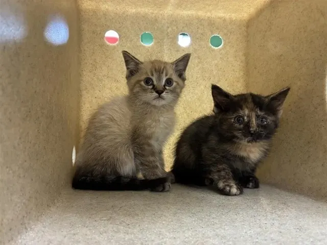 Adoptable Cat