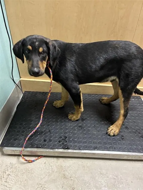Adoptable Dog