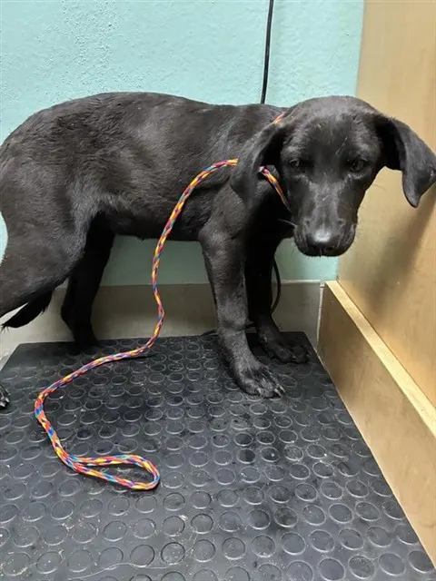 Adoptable Dog