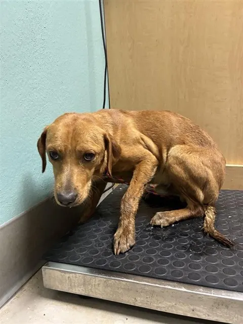 Adoptable Dog