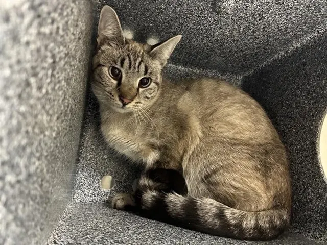 Adoptable Cat