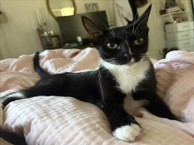 *Kitsy