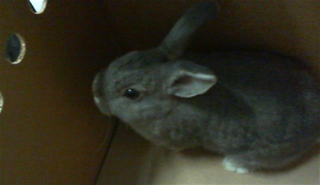 Adoptable Other