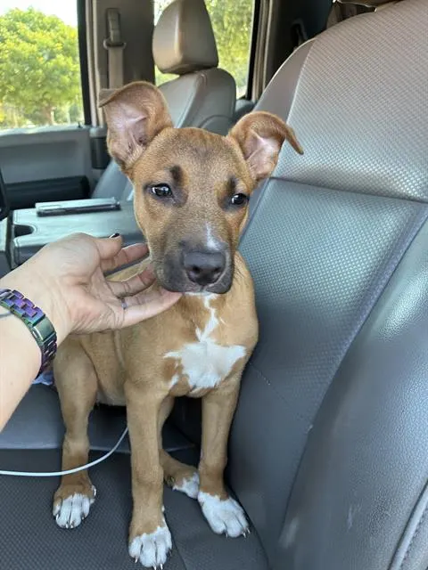 Adoptable Dog