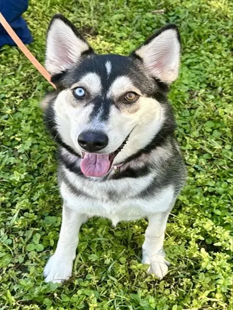 Nova