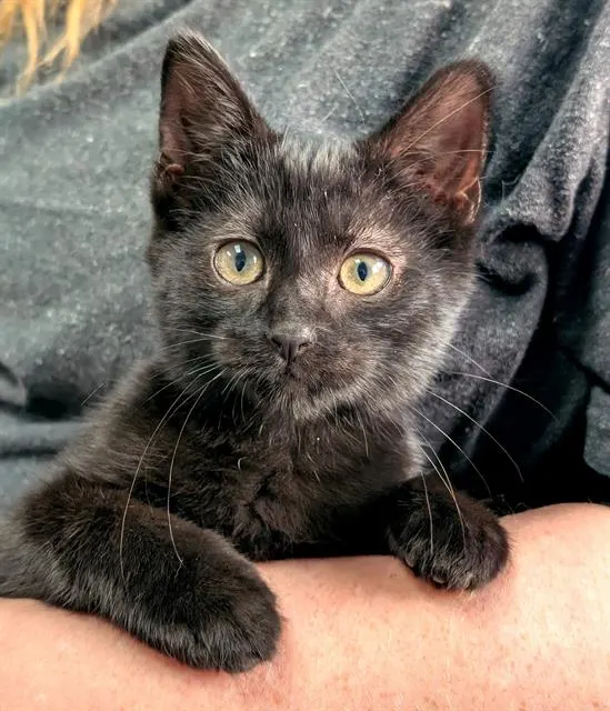 Caspian
