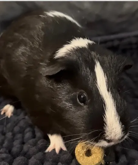 Oreo