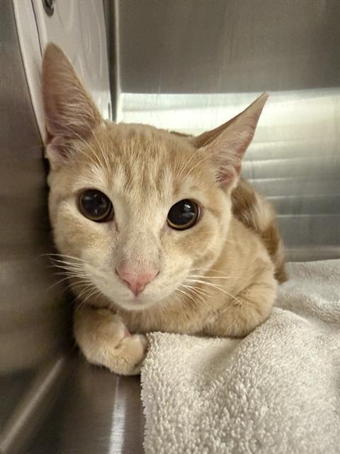 Adoptable Cat
