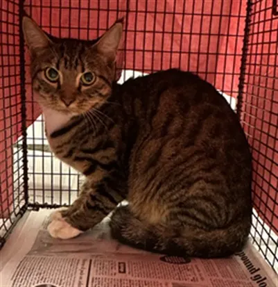 Adoptable Cat
