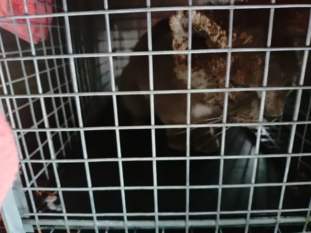 Adoptable Cat
