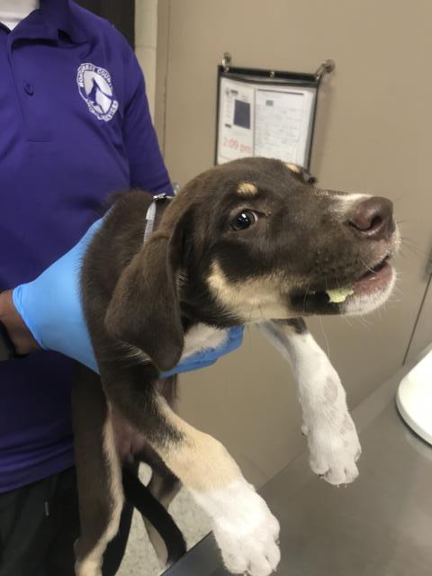 Adoptable Dog