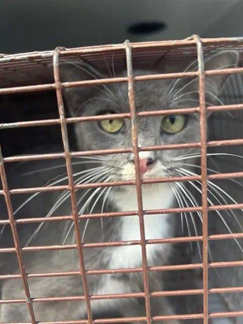 Adoptable Cat