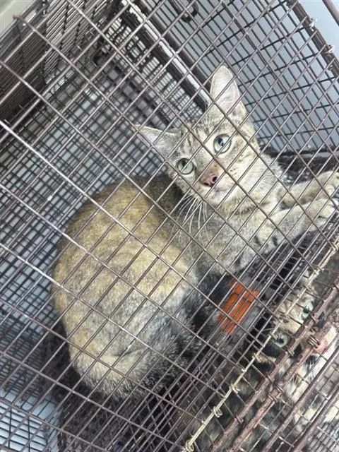 Adoptable Cat