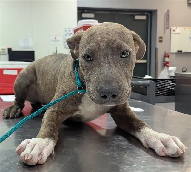 Adoptable Dog