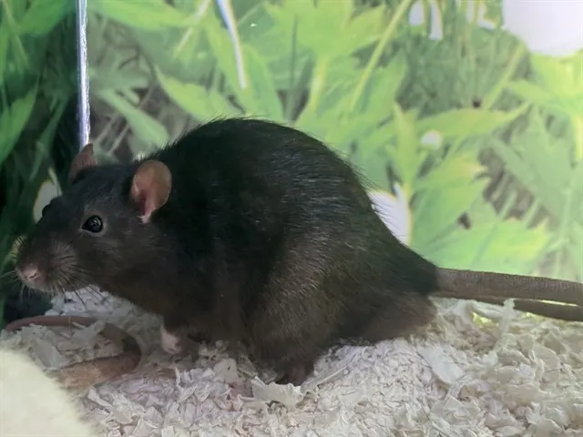 Bean
