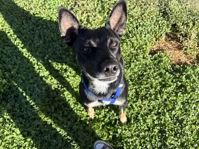 Max
