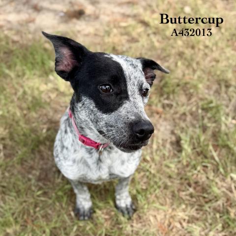 Buttercup