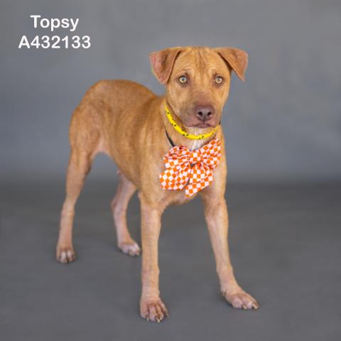Topsy