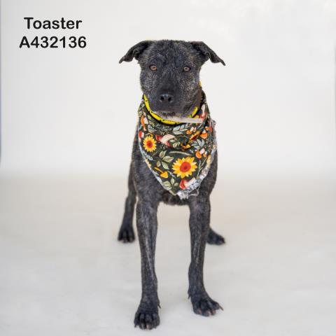 Toaster