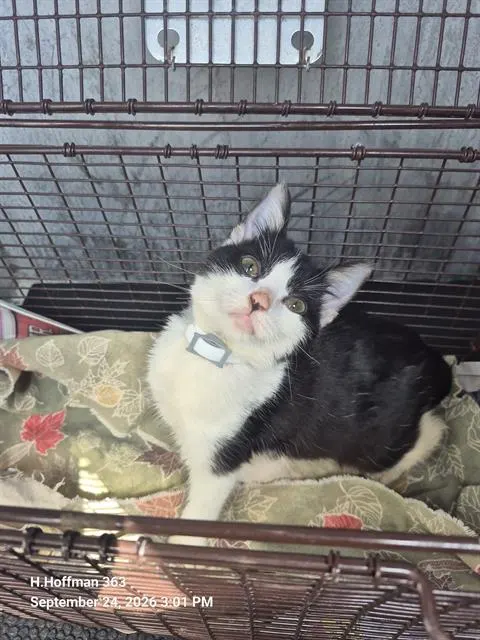 Oreo